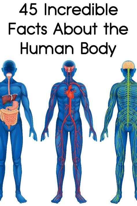 45 incredible facts about the human body human body facts human body human