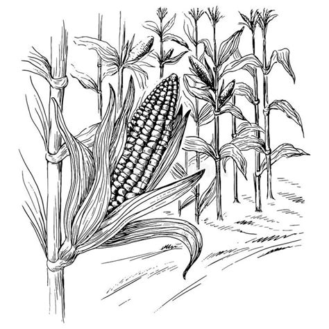 How To Draw Corn Crops Blackandwhitevanslowtop