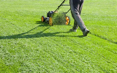 What Should Your Lawn Cutting Service Include Dr Green Services