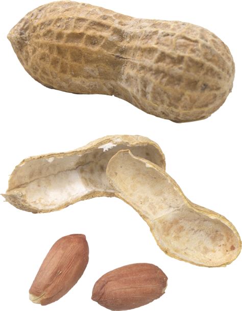 Peanut Png