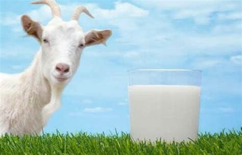 In certain situations, kittens may not have access to their mother's milk. Goat milk formula can be good for infant gut health