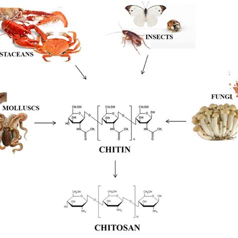Conventional Steps For Chitin And Chitosan Extraction From Crustacean Download Scientific
