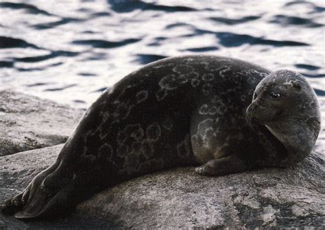 The Ringed Seal Lives Only In The Lake Saimaa In Finland Finland