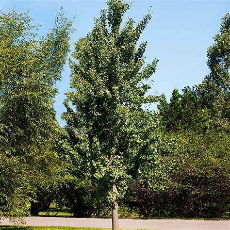 Princeton Sentry™ Columnar Ginkgo Trees for Sale- FastGrowingTrees.com