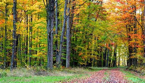 Deciduous Forest Definition Climate And Characteristics