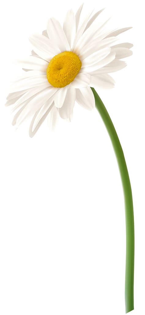 Daisy Flower Clipart Image Gallery Yopriceville High Quality Free