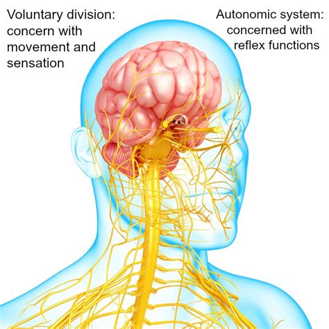 Nervous System Diseasesautonomic Nerve Disordersneurological System