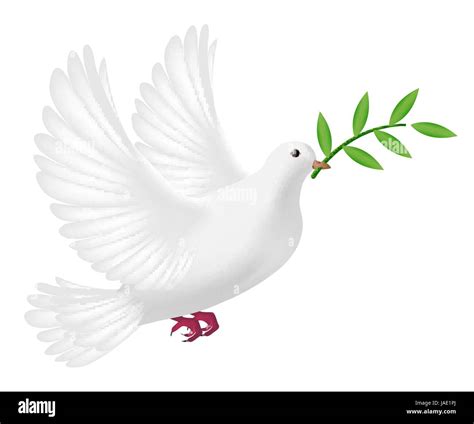 White Pigeon Flying With Leaf Concept Peace Stock Vector Image And Art