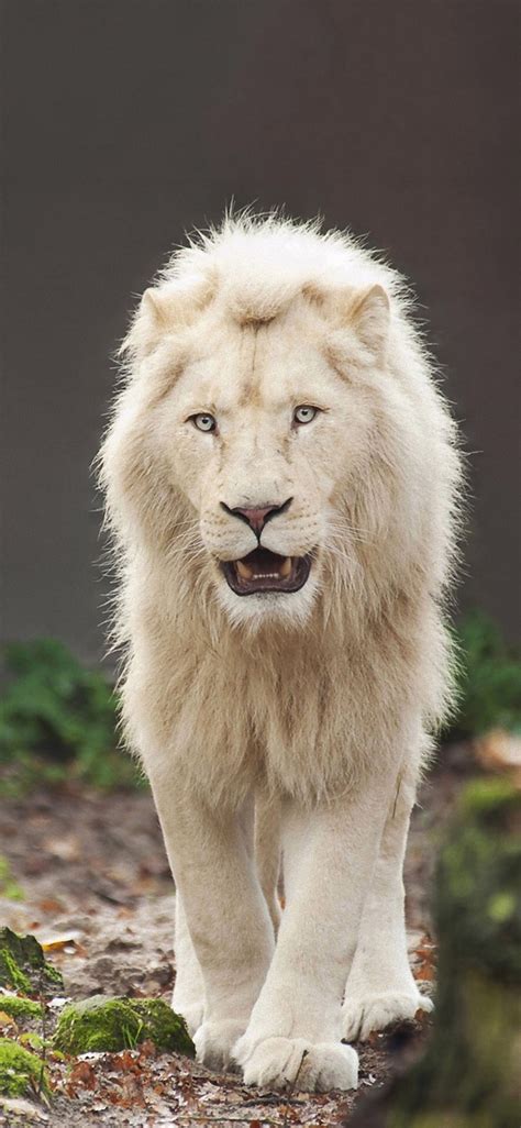 ☮ ° ♥ ˚ℒℴѵℯ Cjf Rare Albino Animals Animals Beautiful Majestic