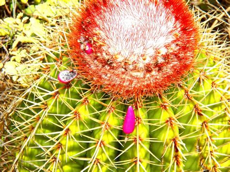 Martin survival survival survival skillls wild edible plants wilderness survival. Most people don't realize St. John USVI has desert-like ...