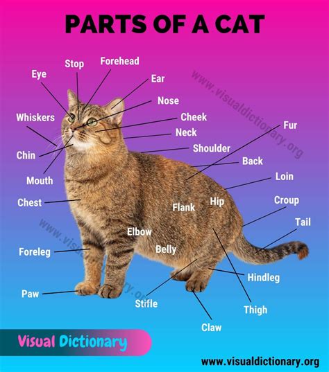Body Name Croup Cat Anatomy Animal Body Parts Cat Reference Visual