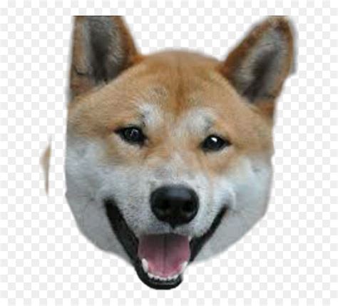 Meme Doge Japanese Dogs Names Hd Png Download Vhv