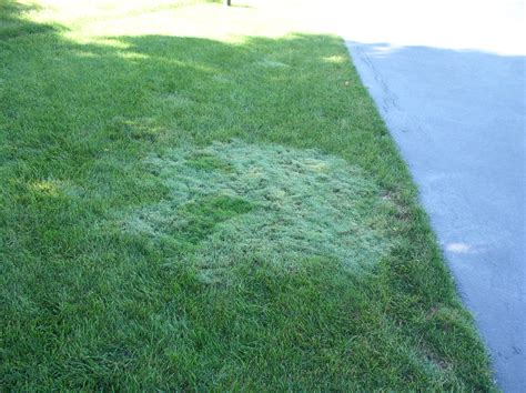 Weird Spots On Lawn