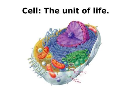 Cell The Basic Unit Of Life