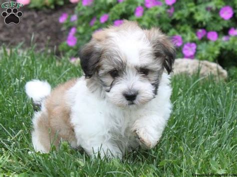 These havanese puppies are intelligent, gentle, and friendly. Charlie, Havanese puppy for sale from Quarryville, PA ...