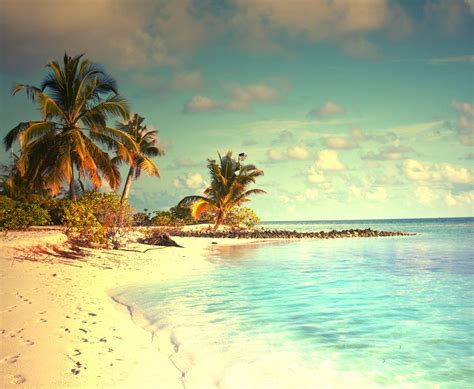 Free Wallpapers Tropical Paradise Beach Palms Sea Ocean Sunshine Summer