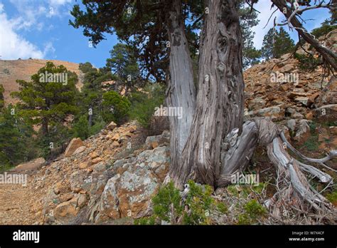 Ancient Juniper Trees Juniperus Foetidissima Troodos National Park