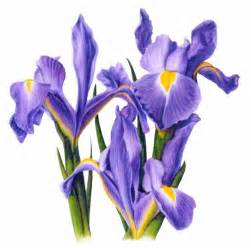 Iris Clipart Free Download On Clipartmag
