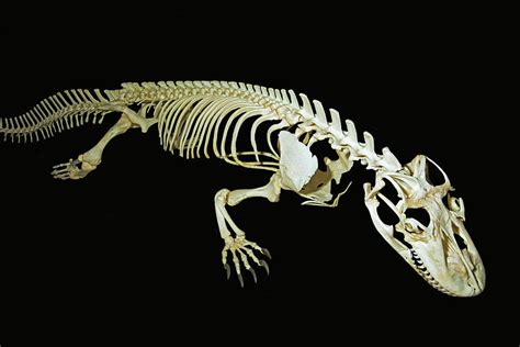 Komodo Dragon Skeleton Photograph By Millard H Sharp Pixels
