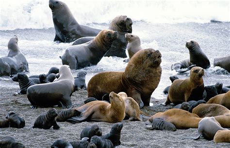 Sea Lions Seal Seals Lion 43 Wallpapers Hd Desktop And Mobile