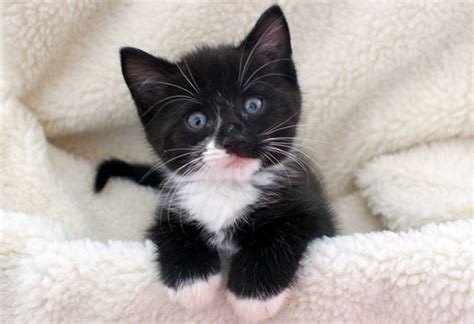Download 76,666 baby cat images and stock photos. Cat Breed of the Day: The Tuxedo Cat