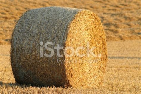 Hay Bale Stock Photo Royalty Free Freeimages