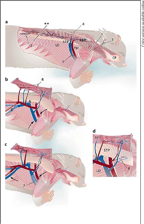 Hamster Anatomy Anatomical Charts And Posters