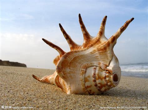 The site owner hides the web page description. 贝壳摄影图__海洋生物_生物世界_摄影图库_昵图网nipic.com