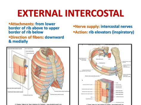 Ppt Muscles Involved In Respiration Powerpoint Presentation Free