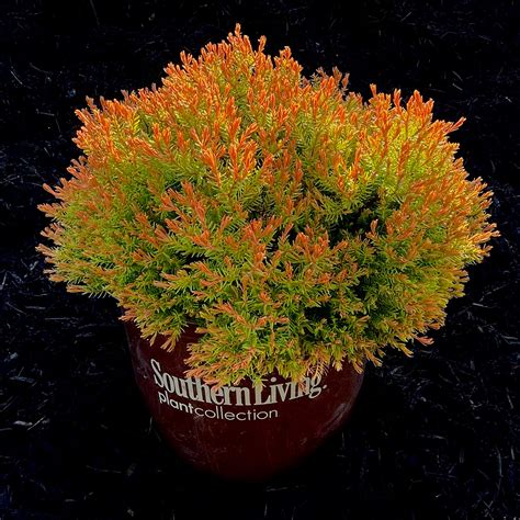 Fire Chief Arborvitae 3 Gallon Container Lots Of Plants