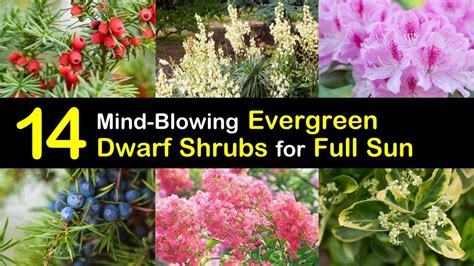 14 Mind Blowing Dwarf Evergreen Shrubs For Full Sun
