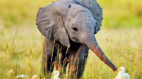 Free Download Baby Elephant Cute Baby Elephant Baby Animals Most