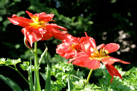Red Flowers Nice Red Flowers From My In Laws Garden Pstelle Flickr