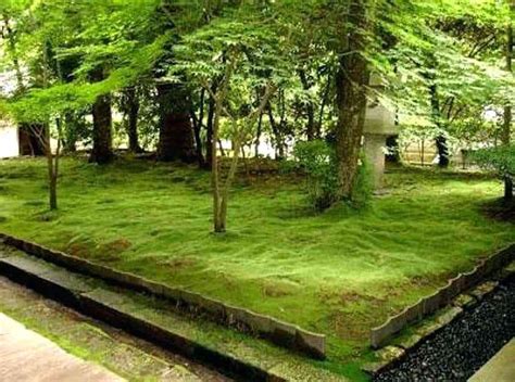 Image Result For Japanese Moss Garden Moss Garden Moss Lawn Shade
