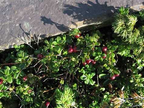 Fishing For Tradition In Strange Terrain Berries And Fairies
