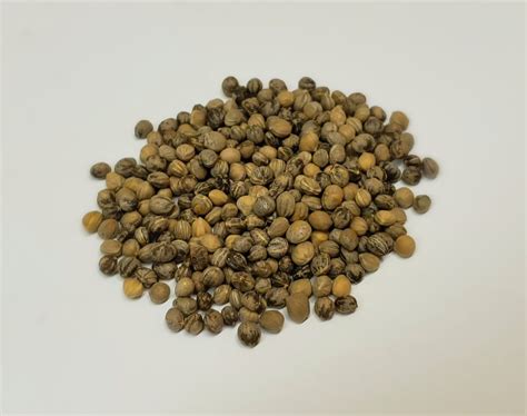 Like a small child, dogwoods may not adjust well to variances in water and however much rain lately and our tree appears to be turning a red brown in color. Tree Seed - Red Osier Dogwood - TreeSeeds.ca