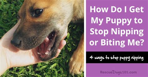How Do I Get My Puppy To Stop Nipping Or Biting Me Rescue Dogs 101