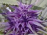 Purple Marijuana Leaves