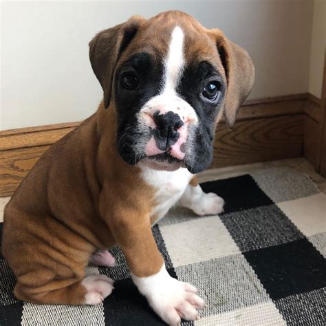 Boxer Puppies For Sale | Texas City, TX #339323 | Petzlover