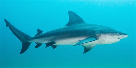 Bull sharks get their name primarily from their short, rounded snout. 2 People Bitten By Sharks On Same Beach on Same Day on ...