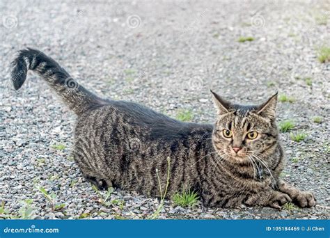 A Brown Cat With Hunting Pose Stock Image Image Of Close Pretty