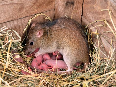 8 Interesting Facts About Rats Britannica