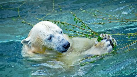 10 Animales Que El Hombre Ha Puesto En Peligro De Extinción La Verdad