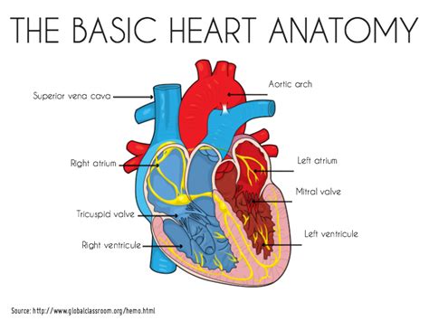 Picture Of Heart Anatomy Picture Of