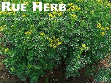 Rue Herb Benefits And Uses For Skin Hair And Health Stylish Walks