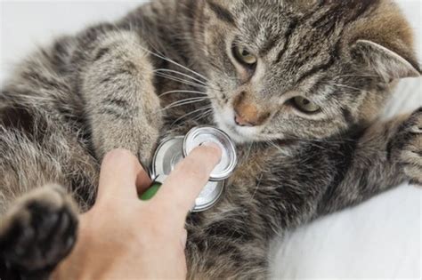 Signs Of Illness In Cats When To Call The Vet Pets4homes