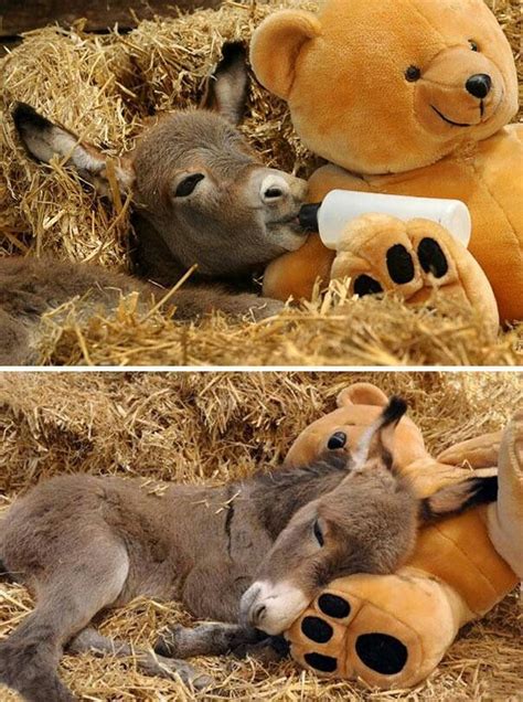Pin By Tricia Holm On Animals In 2020 Cute Donkey Baby Donkey Funny