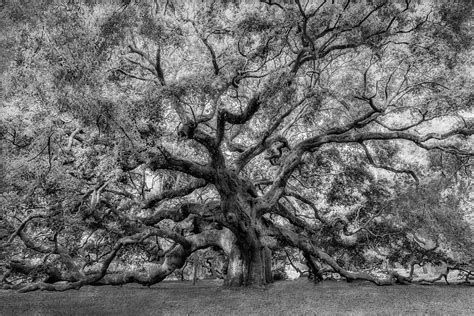 Angel Oak Tree Of Life Bw Photograph By Susan Candelario Pixels