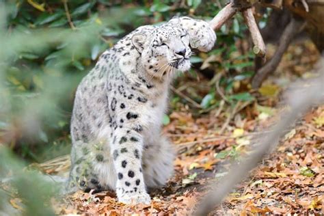 Snow Leopard Threats and How You Can Help - Animals Around The Globe