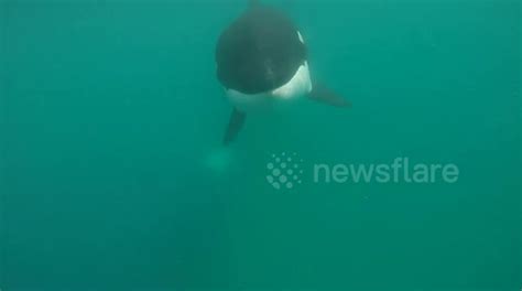 Kayakers Have Extremely Close Encounter With Killer Whale Buy Sell